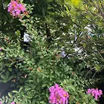 Apartmán Flora Pula