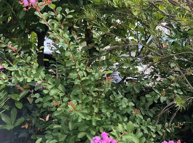 דירה Flora פולה