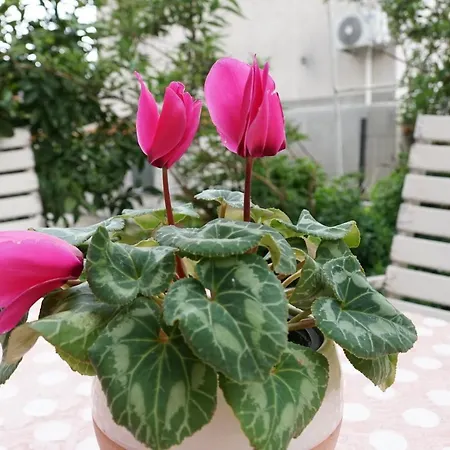 Flora